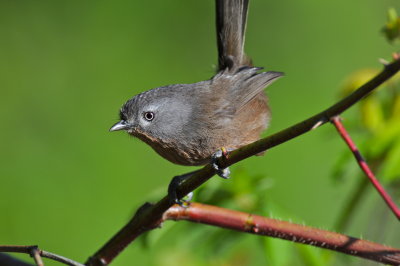 Wrentit