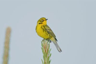 Prairie Warbler