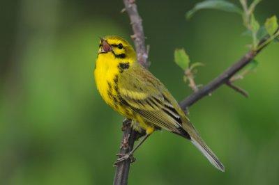 Prairie Warbler