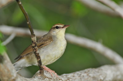 Swainson's Warbler