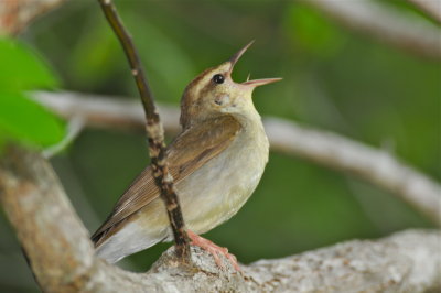 Swainson's Warbler