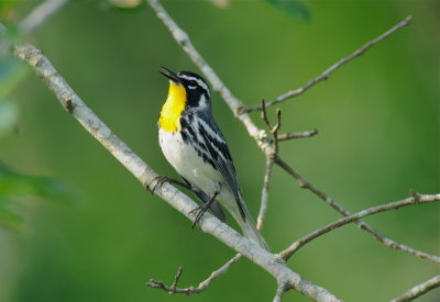 Yellow-throated Warbler