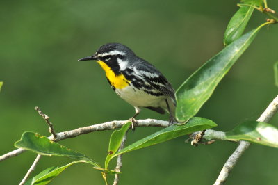 Yellow-throated Warbler