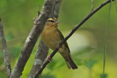 Worm-eating Warbler