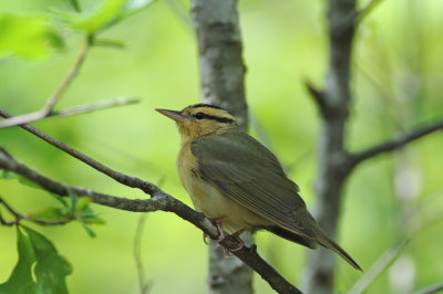 Worm-eating Warbler