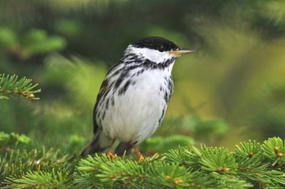 Blackpoll Warbler