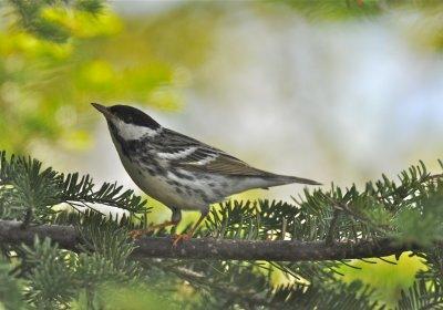 Blackpoll Warbler