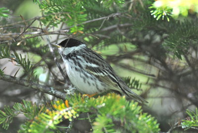 Blackpoll Warbler