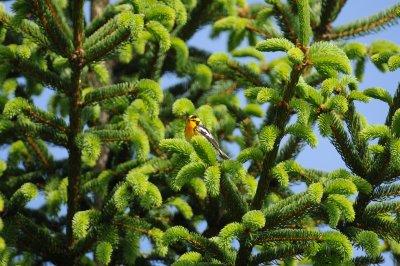 Blackburnian Warbler