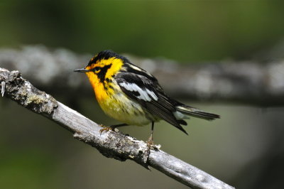 Maine/Texas 2011-12