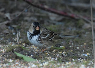 Harris's Sparrow