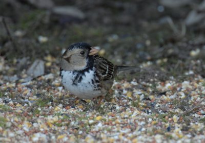 Harris's Sparrow