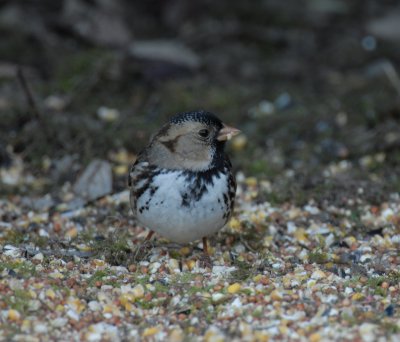 Harris's Sparrow