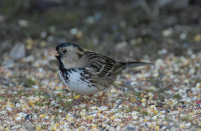 Harris's Sparrow