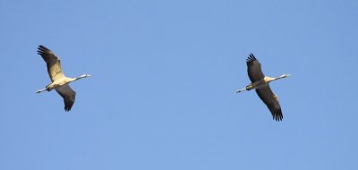 Kraanvogel / Common Crane