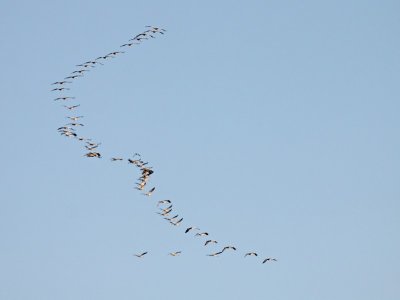 Kraanvogel / Common Crane