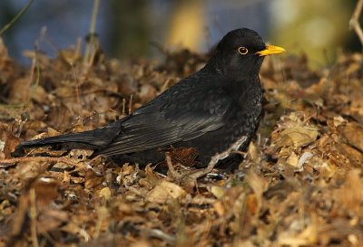 Merel / Blackbird
