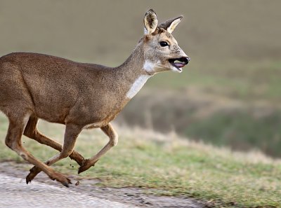 Ree / Roe Deer