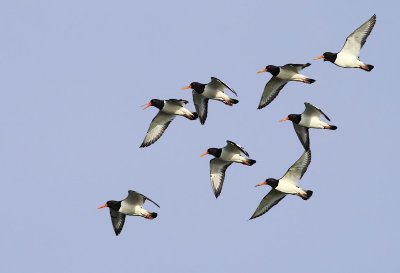 Scholekster / Oystercatcher