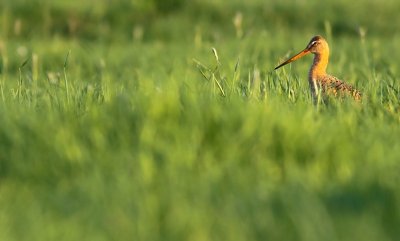 Grutto / Black-tailed Godwit