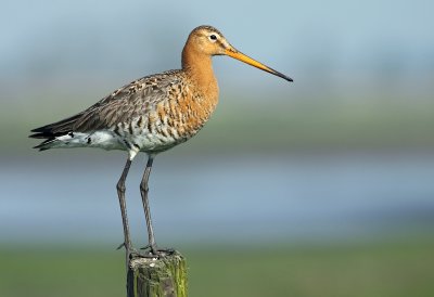 Grutto / Black-tailed Godwit