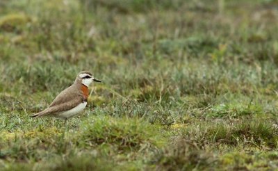 Kaspische Plevier / Caspian Plover