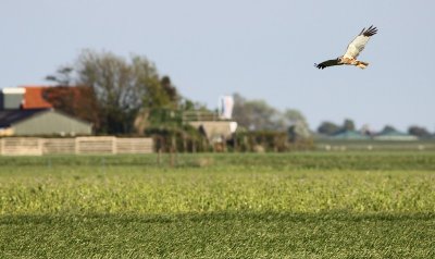 Bruine Kiekendief / Marsh Harrier