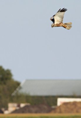 Bruine Kiekendief / Marsh Harrier