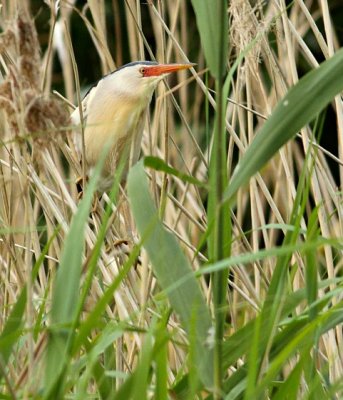 Woudaap / Little Bittern