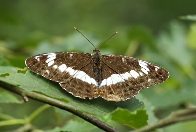 Kleine IJsvogelvlinder