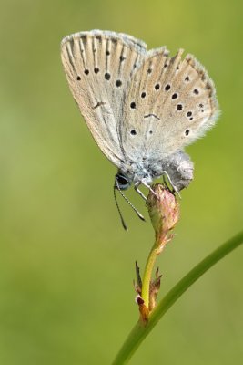 Pimpernelblauwtje