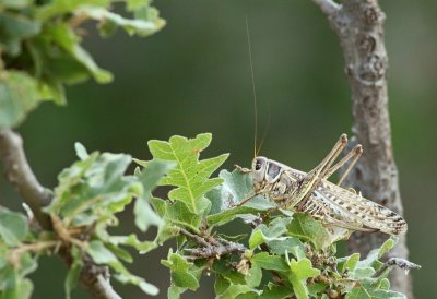 Europese Treksprinkhaan / Migratory Locust