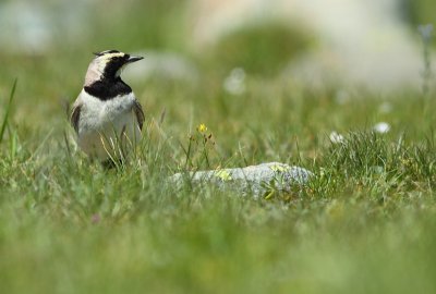 Strandleeuwerik / Horned Lark (ssp penicillata)