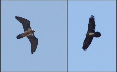 Lammergier / Bearded Vulture