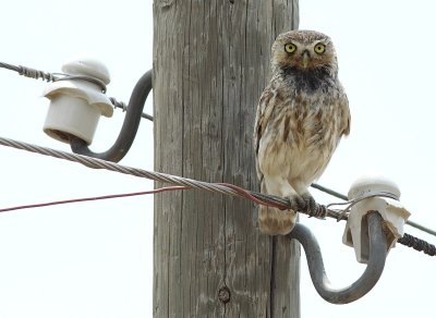 Woestijnsteenuil / Little Owl