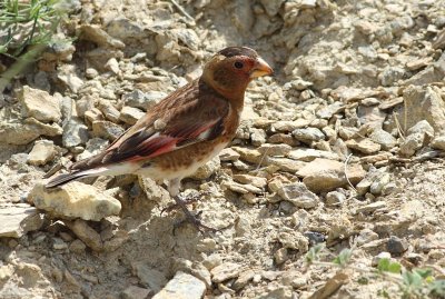 Rode Bergvink / Crimson-winged Finch
