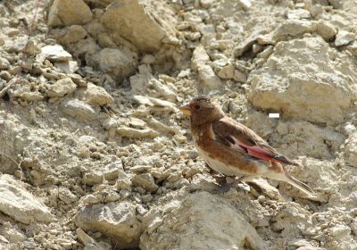 Rode Bergvink / Crimson-winged Finch