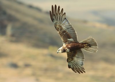 Bruine Kiekendief / Marsh Harrier