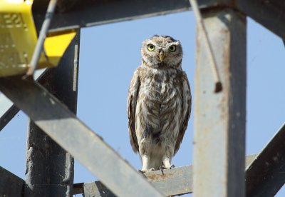 Woestijnsteenuil / Little Owl