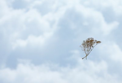 Vliegende plant door wervelwind