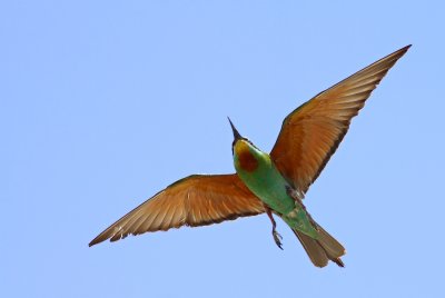 Groene Bijeneter / Blue-cheeked Bee-eater