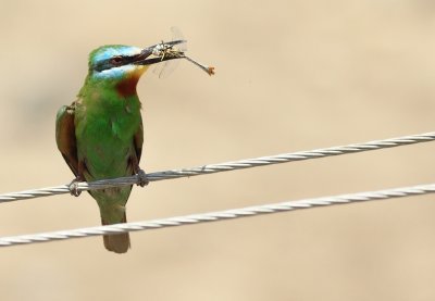 Groene Bijeneter / Blue-cheeked Bee-eater