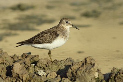 Temmincks Strandloper / Temminck's stint