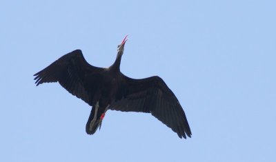 Heremietibis / Bald Ibis