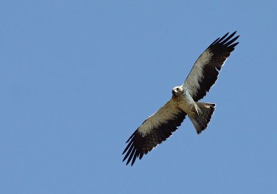 Dwergarend / Booted Eagle