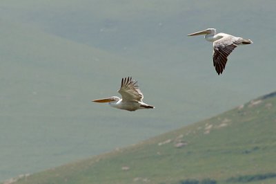 Kroeskoppelikaan / Dalmatian Pelican