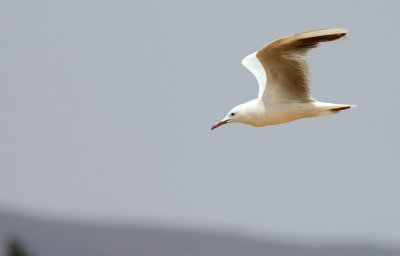 Dunbekmeeuw / Slender-billed Gull