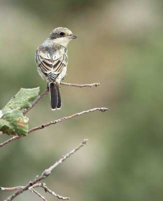 Roodkopklauwier / Woodchat Shrike
