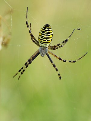 Wespenspin / Wasp Spider