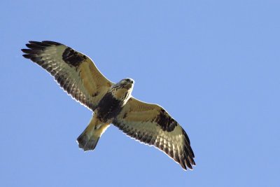 Ruigpootbuizerd / Rough-legged Buzzard